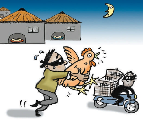 半夜多次偷鸡案发被批捕